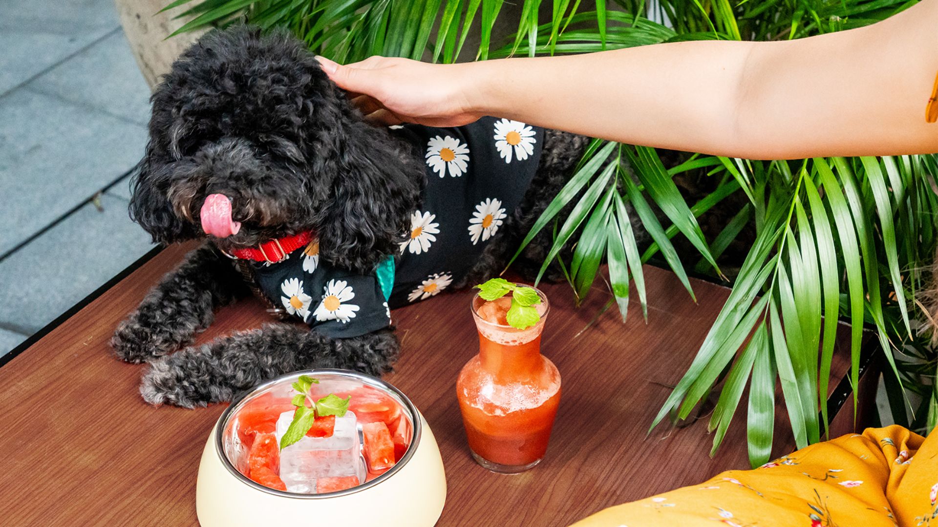 Pet-friendly al fresco dining at Publico Ristorante & Bar by the river
